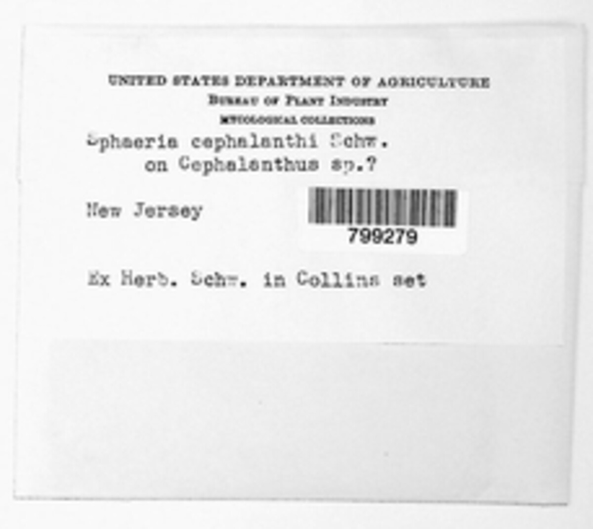 Diatrypella cephalanthi image